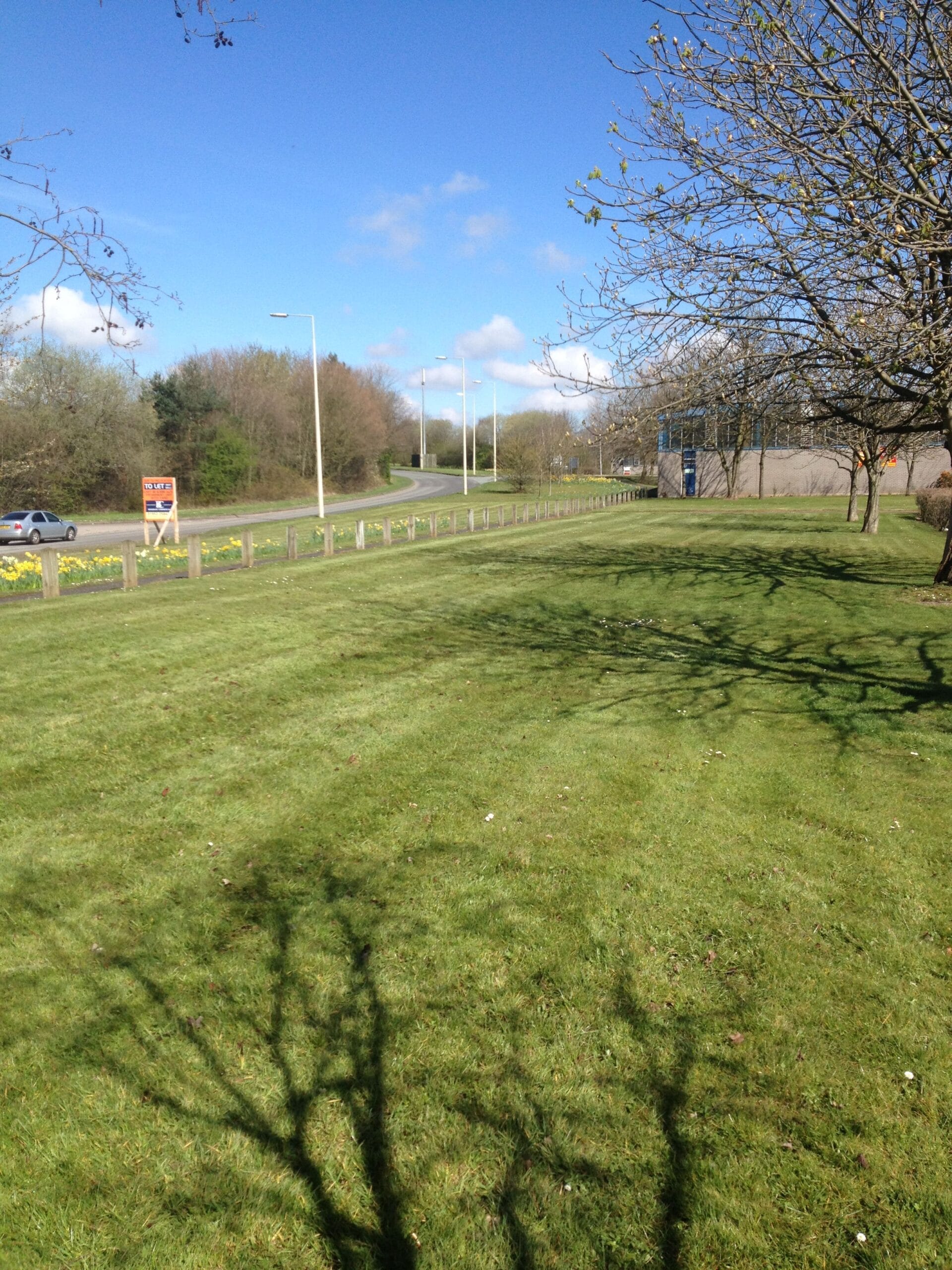 A view of a grassy field next to a road with bare trees, spring daffodils, and a To Let sign under a blue sky with light clouds.